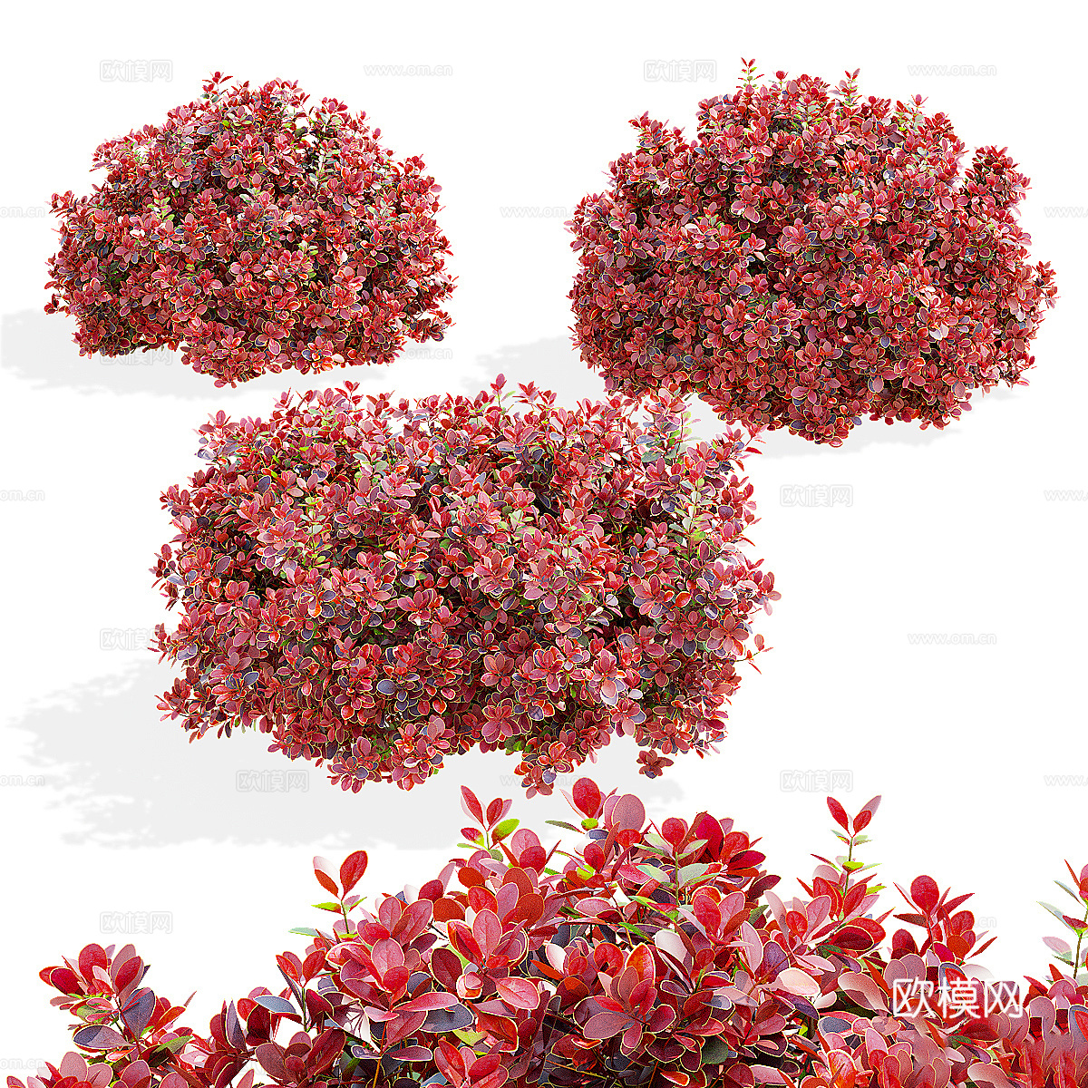 灌木 伏牛花 桑伯格3d模型