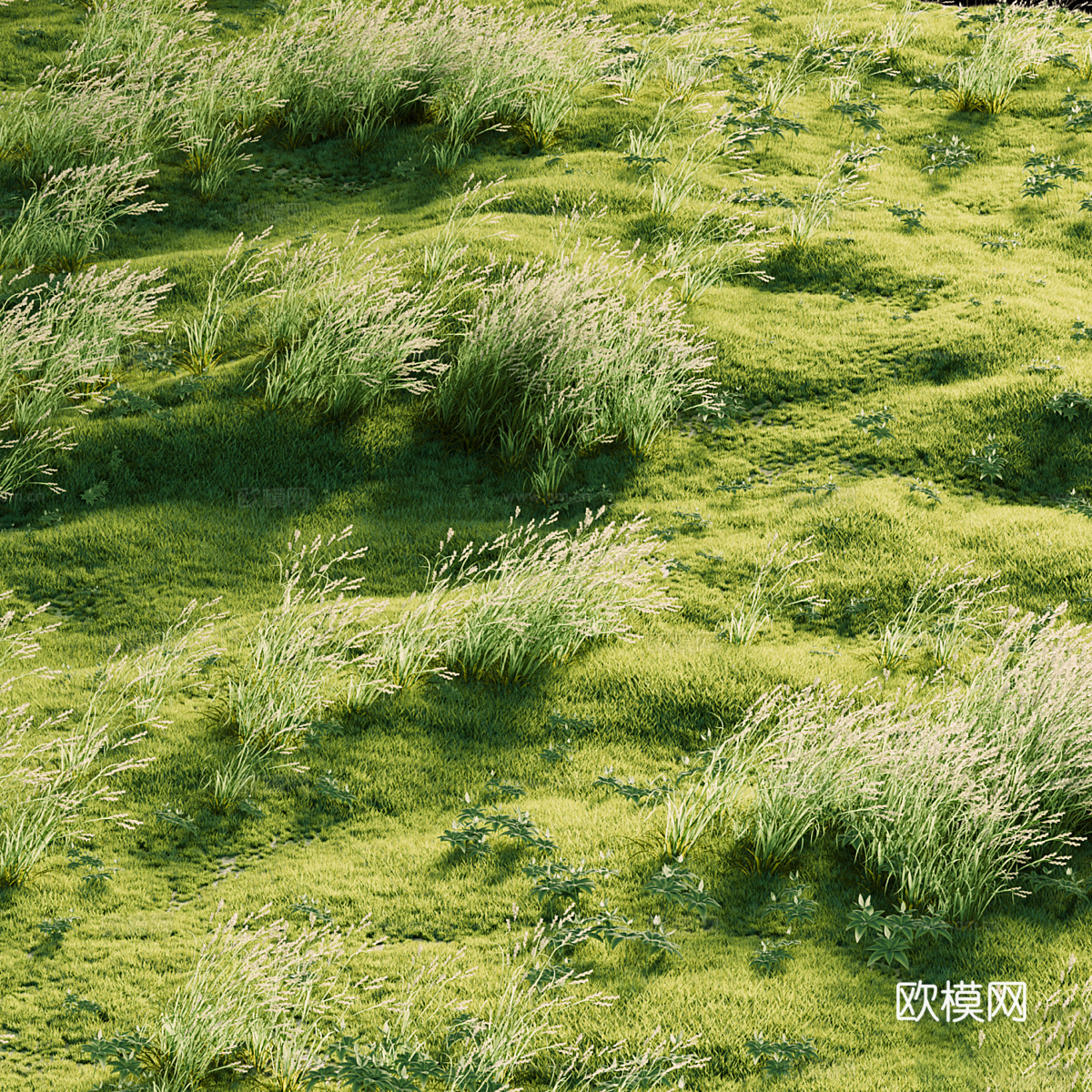 草甸草 草坪3d模型