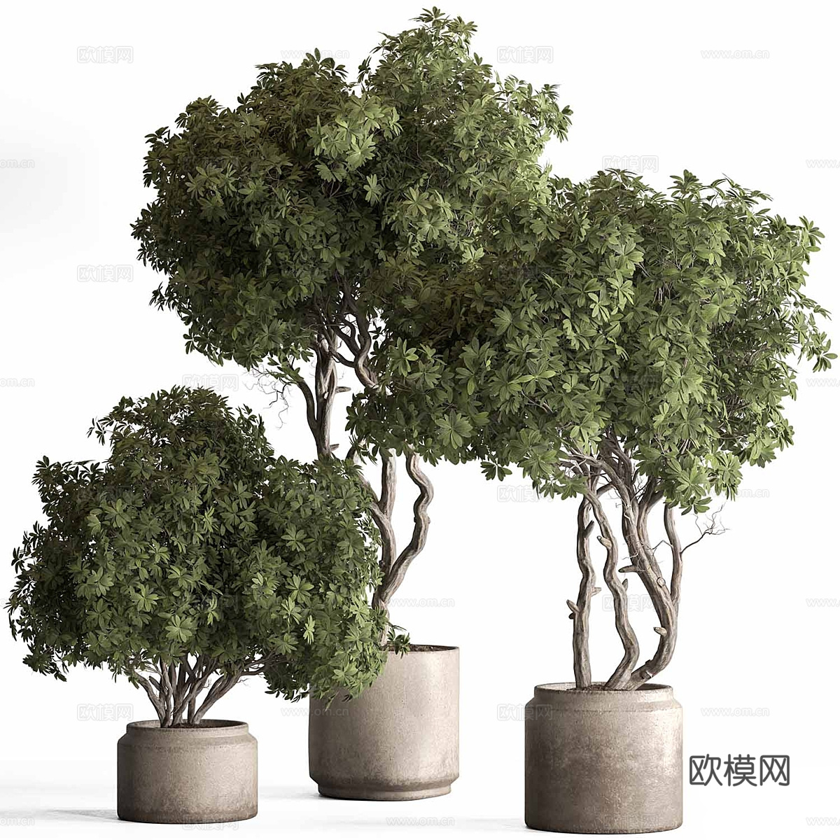 新中式绿植盆栽3d模型