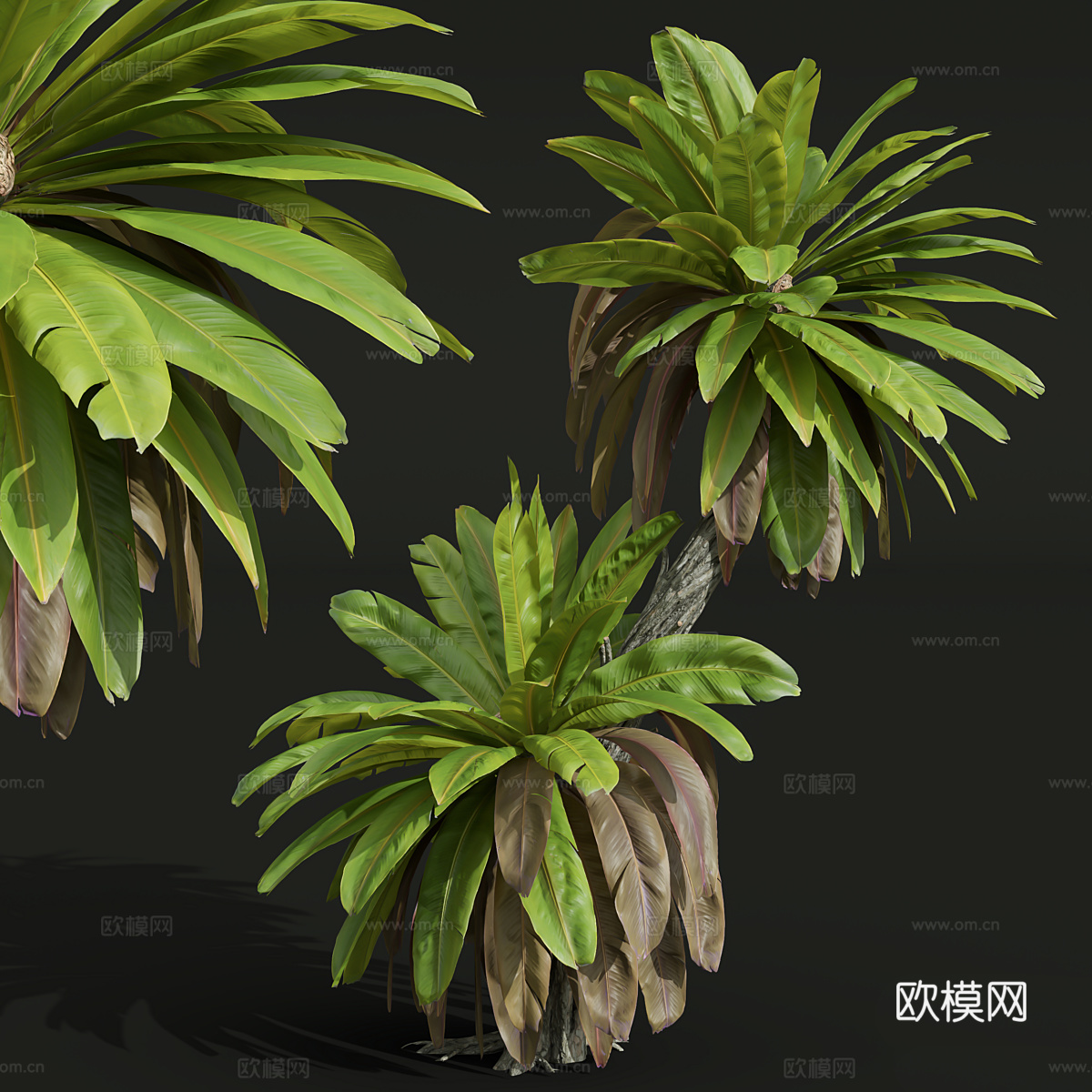 芭蕉树 棕榈树3d模型