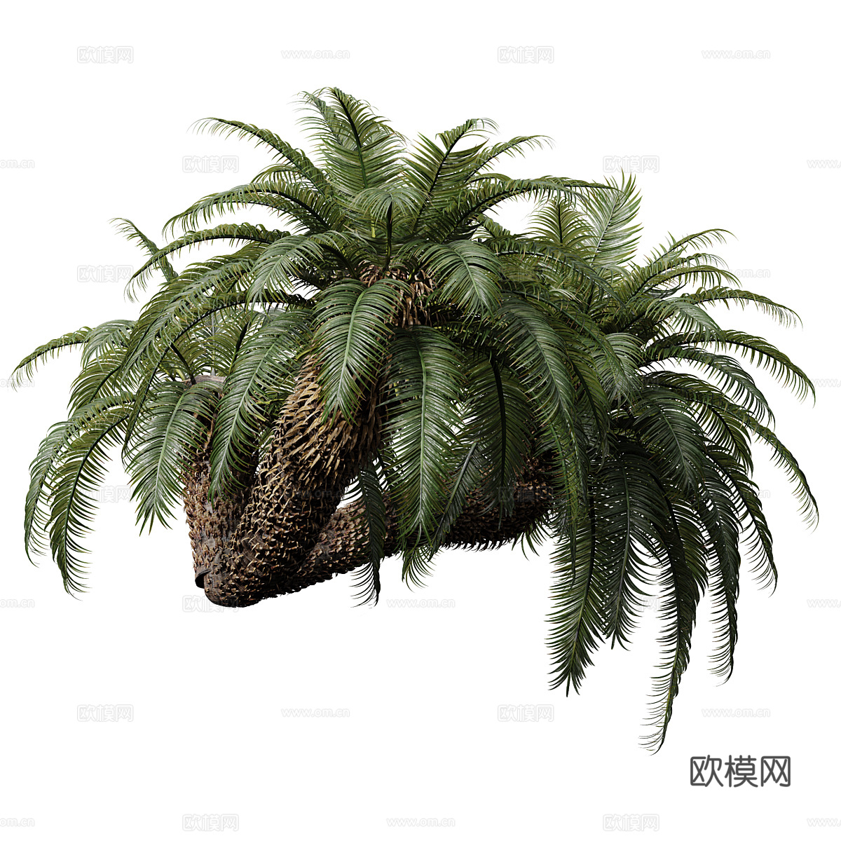 棕榈树3d模型