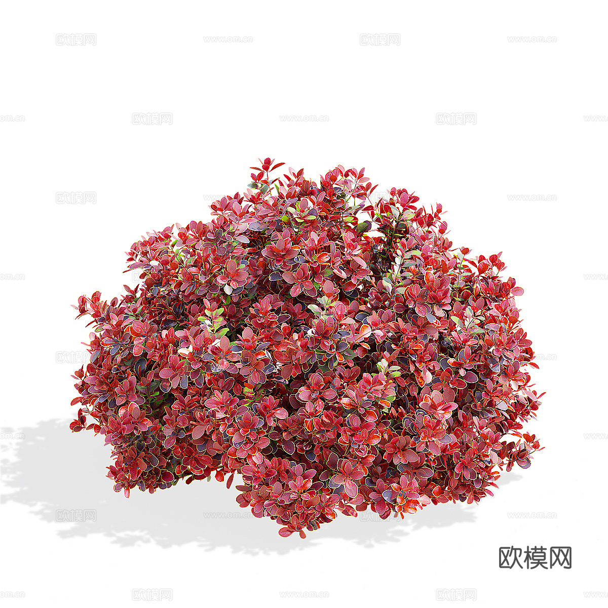 灌木 伏牛花 桑伯格3d模型