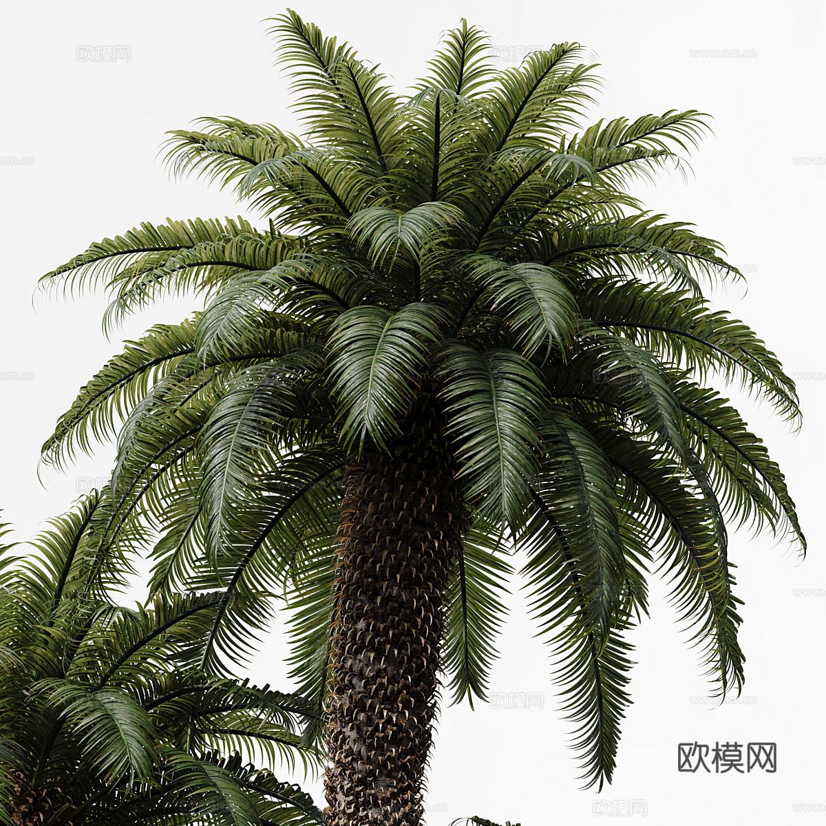 棕榈树3d模型