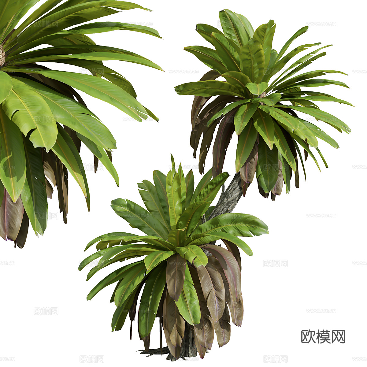 芭蕉树 棕榈树3d模型