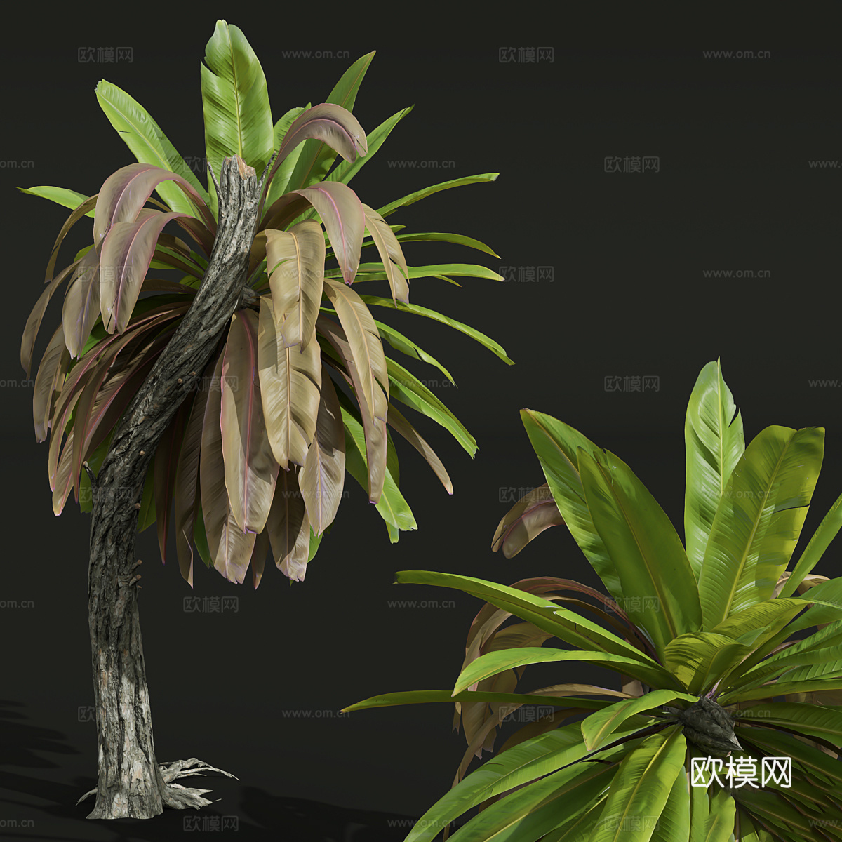 芭蕉树 棕榈树3d模型