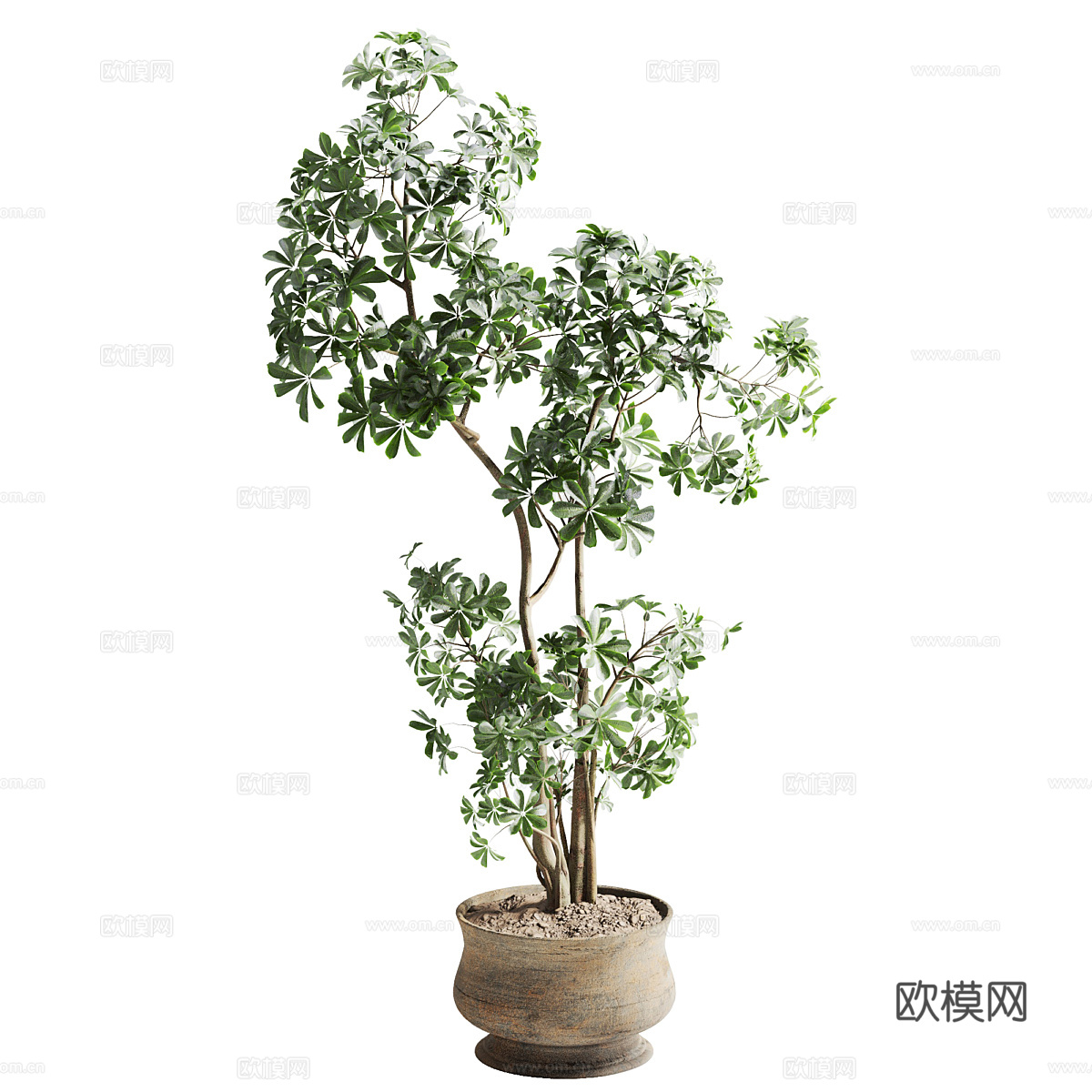 新中式侘寂绿植盆栽3d模型