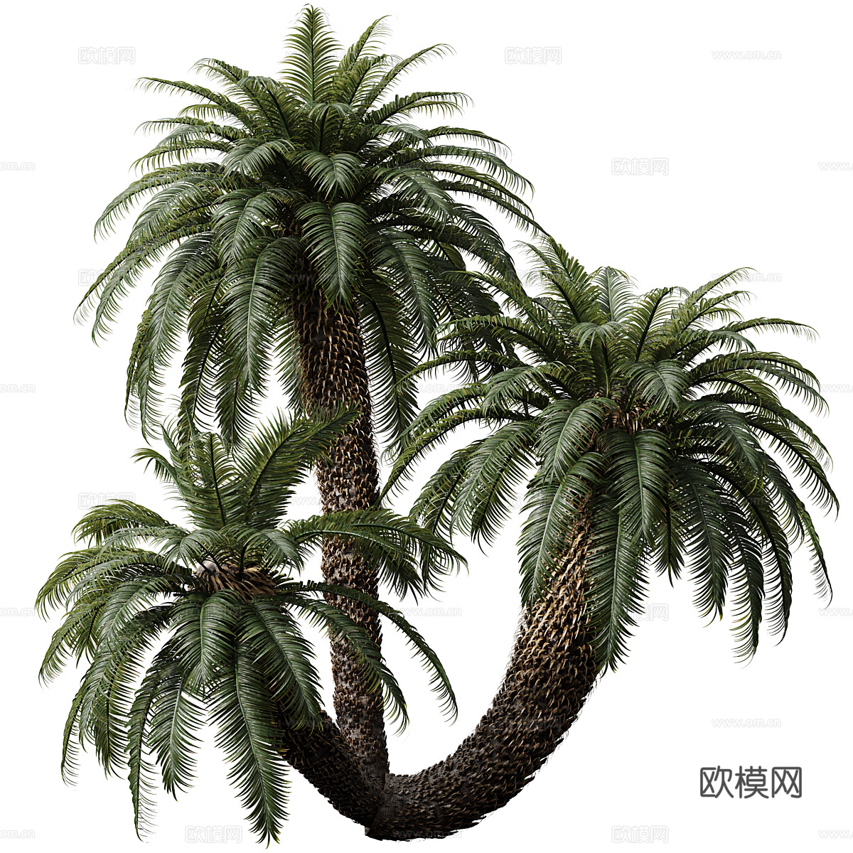 棕榈树3d模型