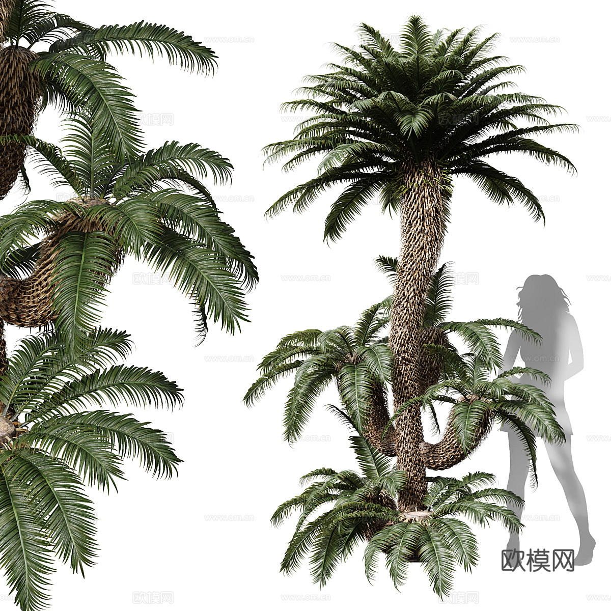 棕榈树3d模型