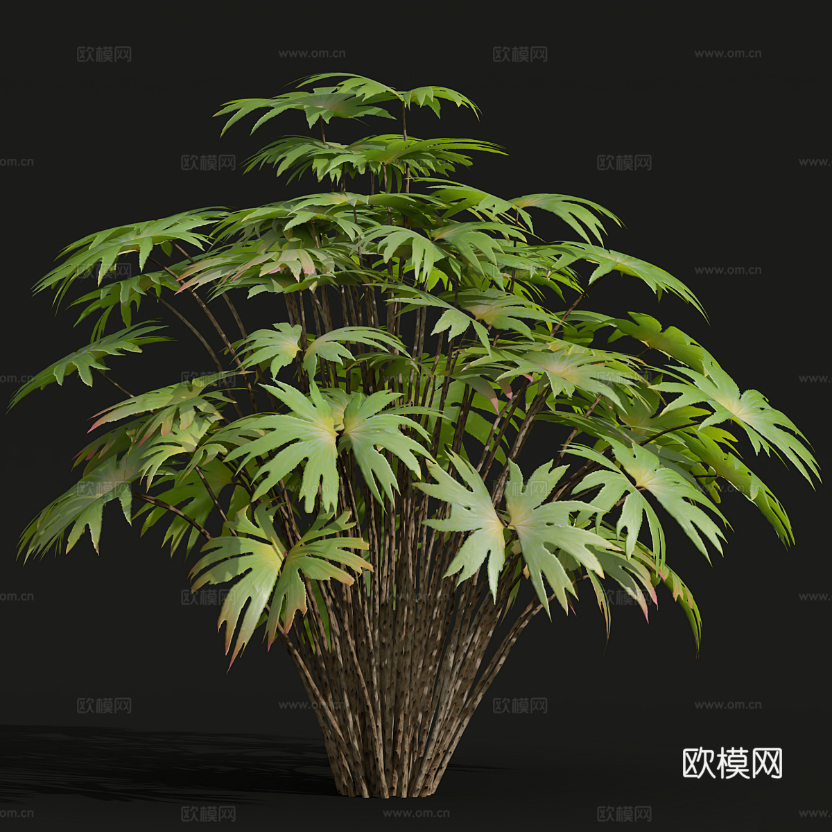 灌木 蓖麻3d模型