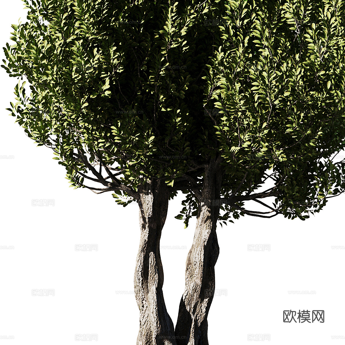 橄榄树3d模型