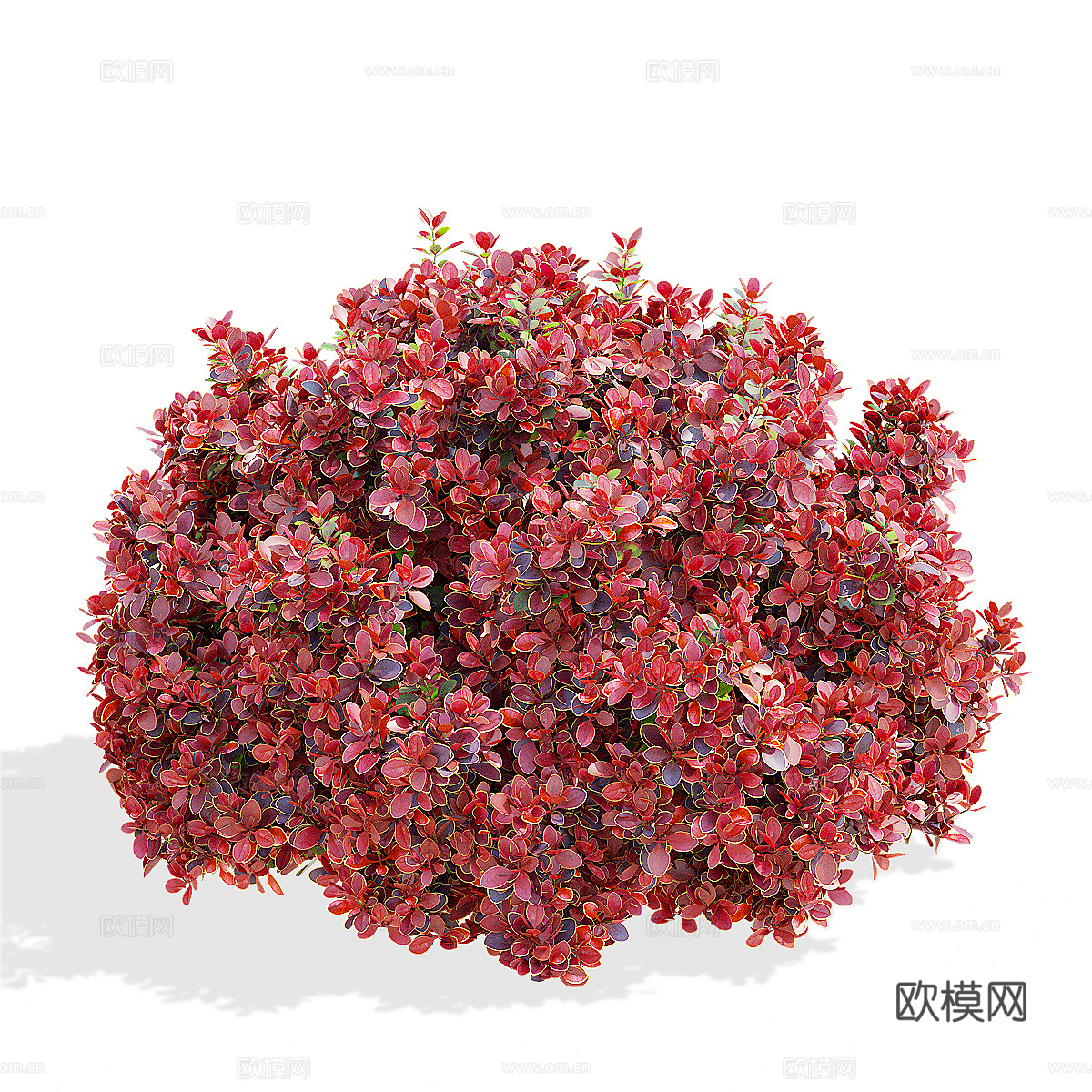 灌木 伏牛花 桑伯格3d模型