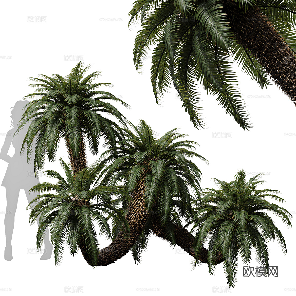 棕榈树3d模型