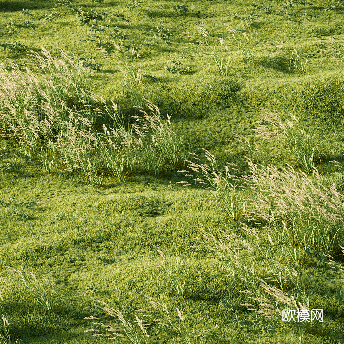草甸草 草坪3d模型