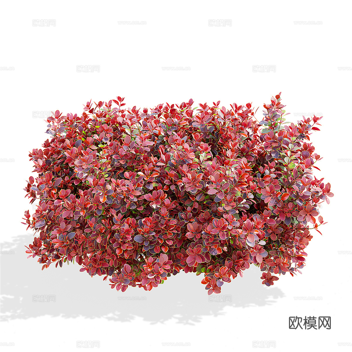 灌木 伏牛花 桑伯格3d模型