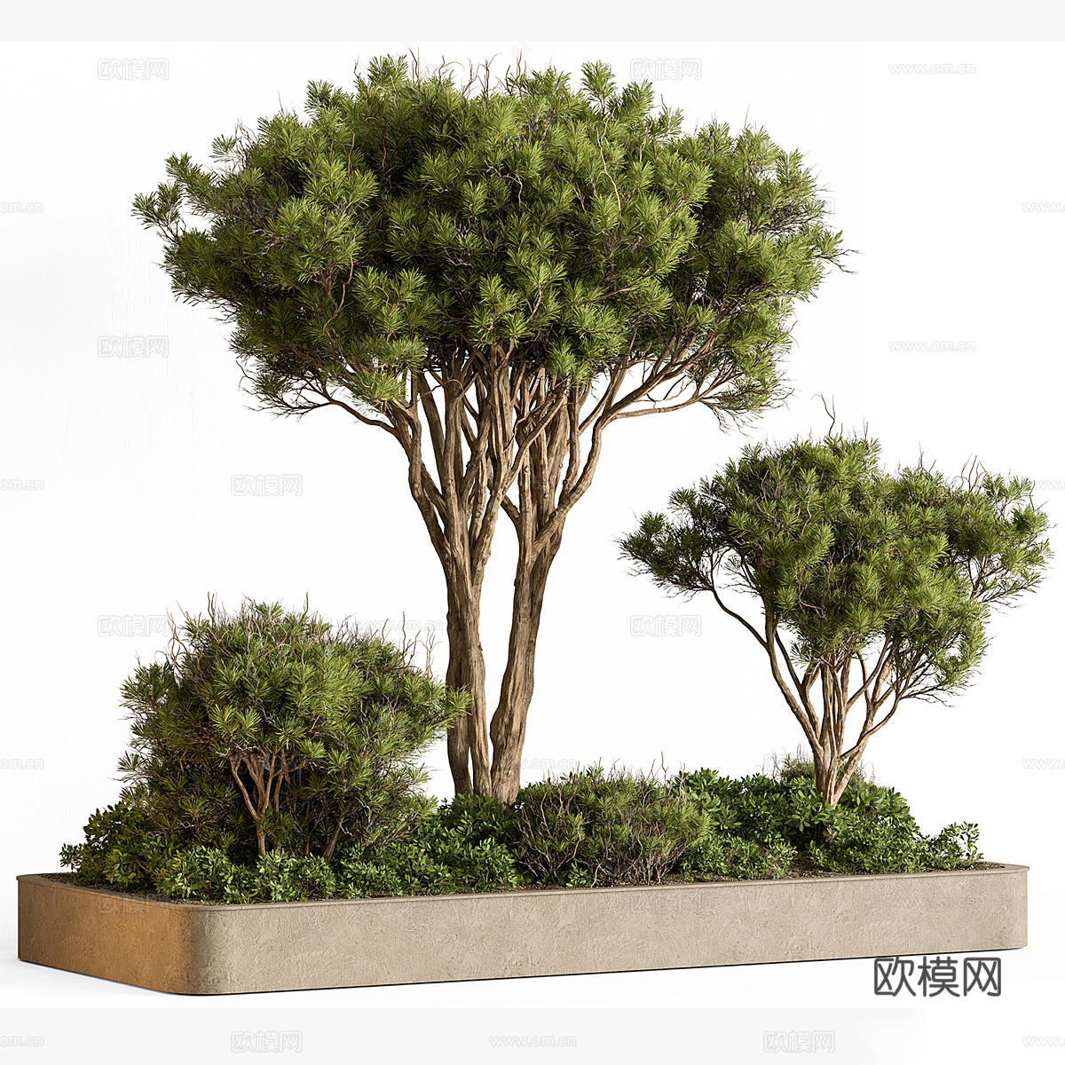 庭院绿植 景观树3d模型