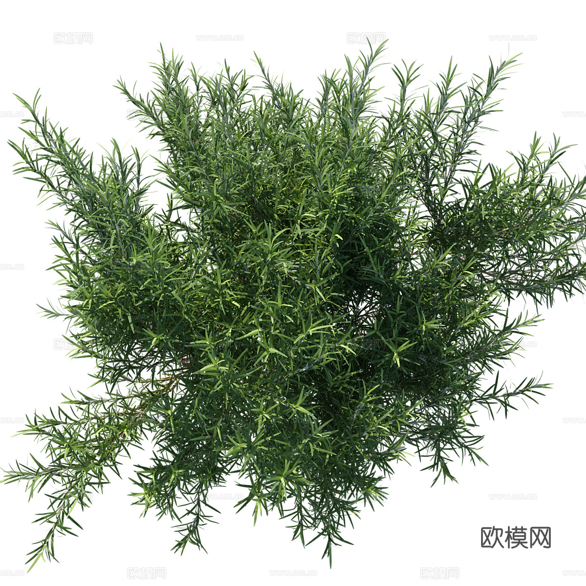 迷迭香3d模型