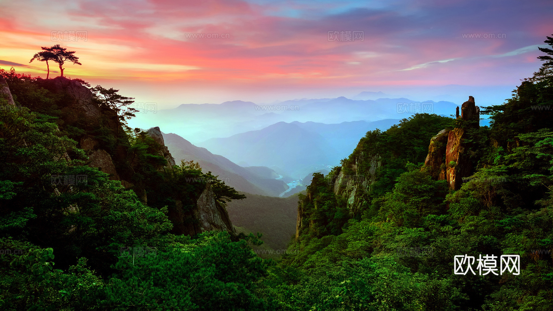 森林山谷雾