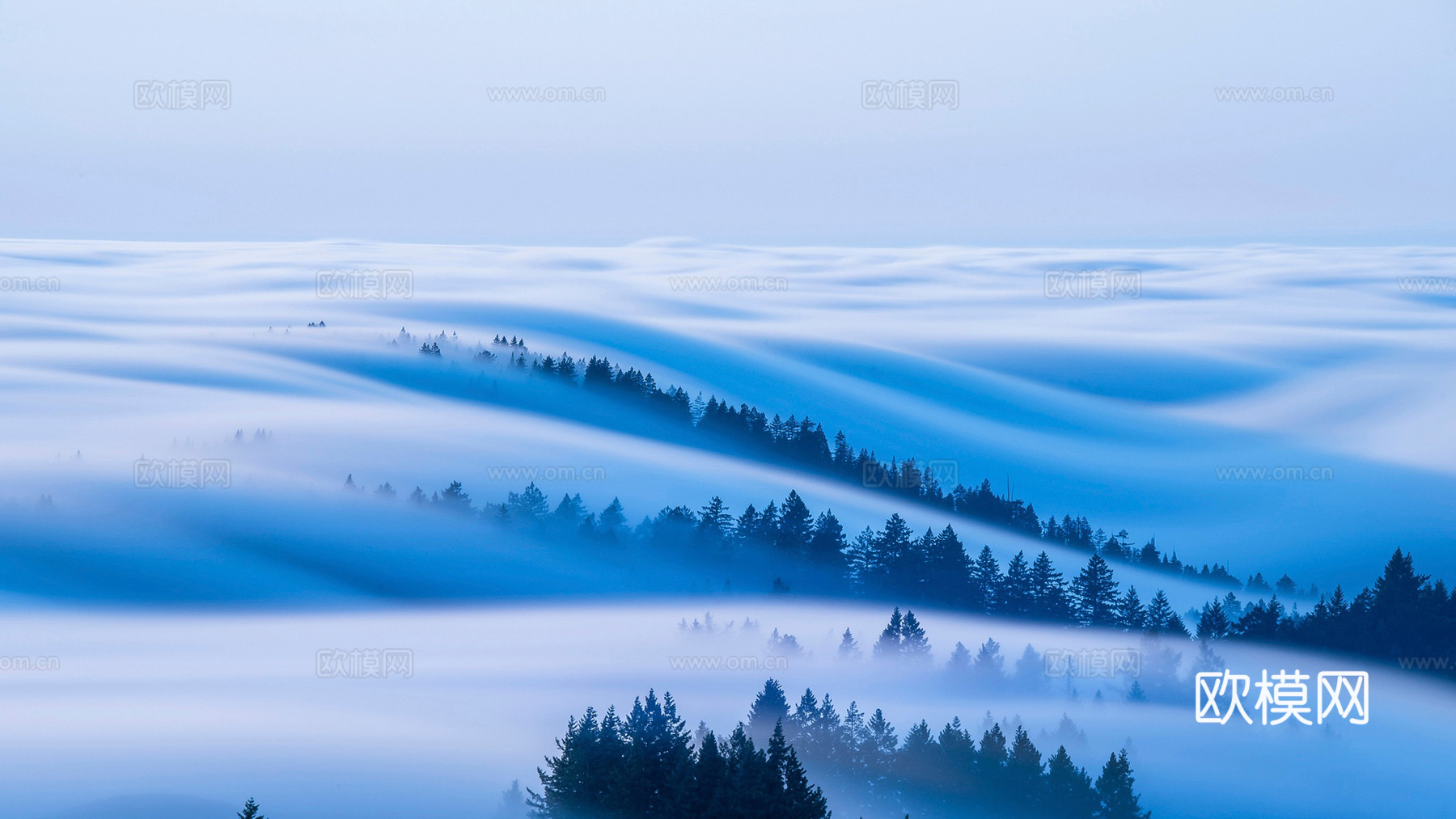 森林天空雾早晨