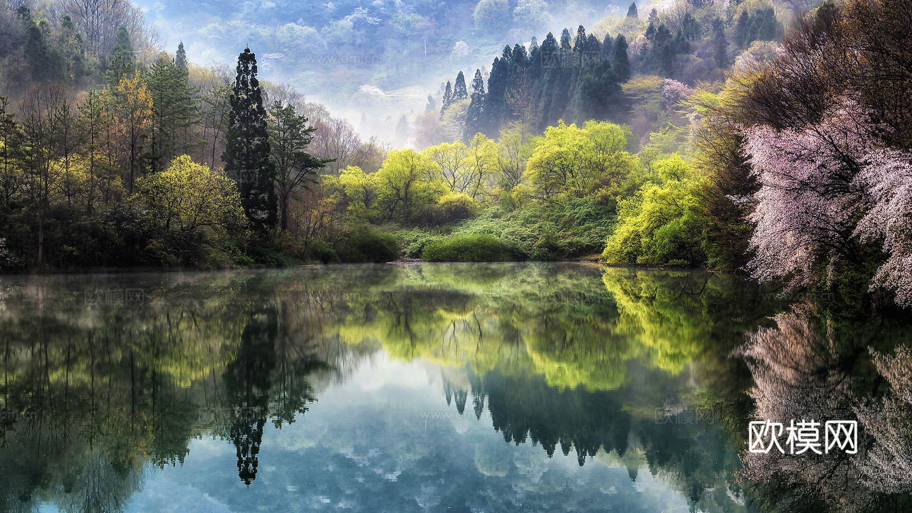 湖泉水树林樱花