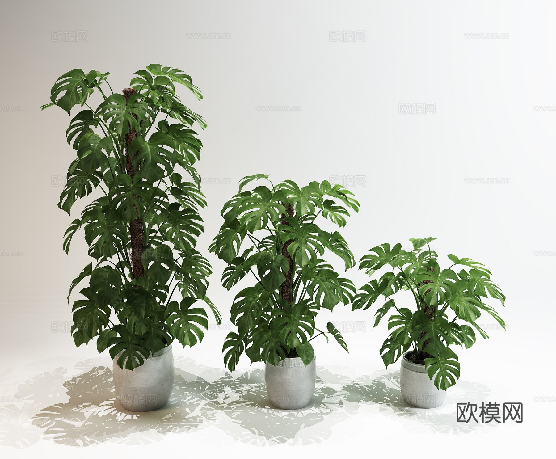 现代盆景  室内绿植盆栽  盆栽组合3d模型