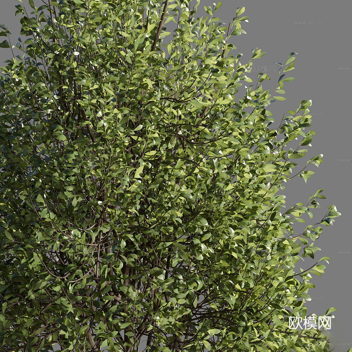 现代意式公园植物长凳3d模型
