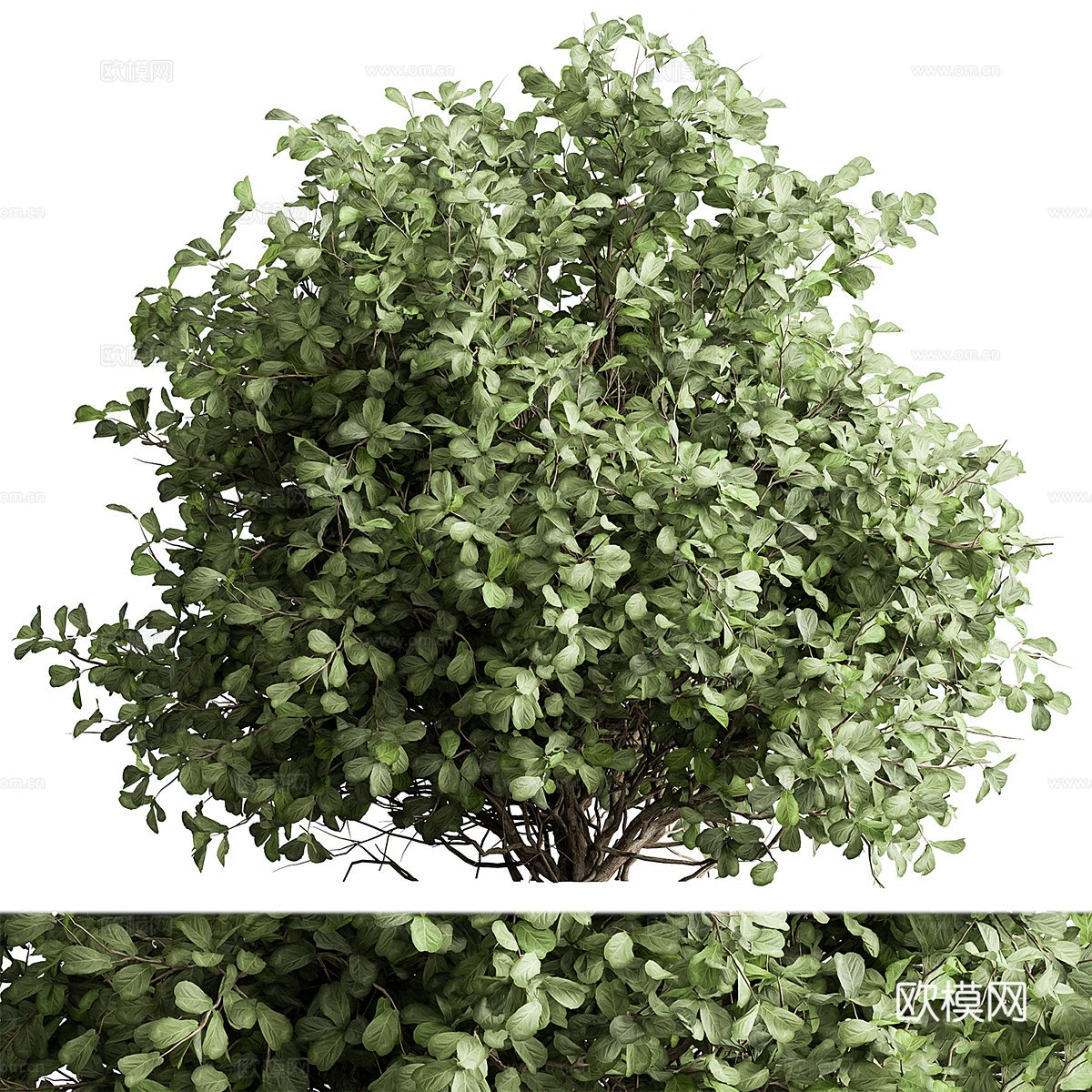 混合植物灌木3d模型