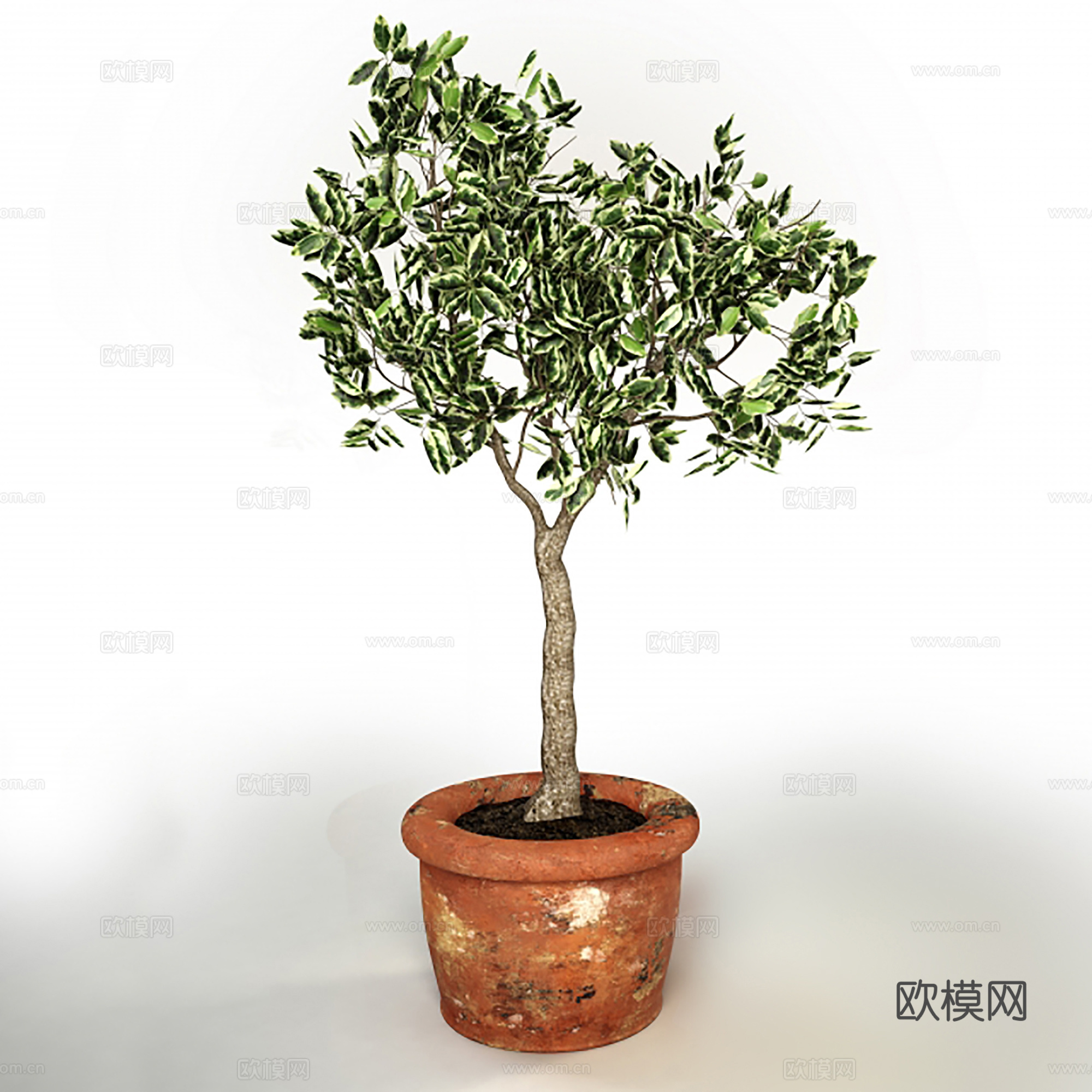 现代盆景  绿植盆栽  室内造景绿植3d模型
