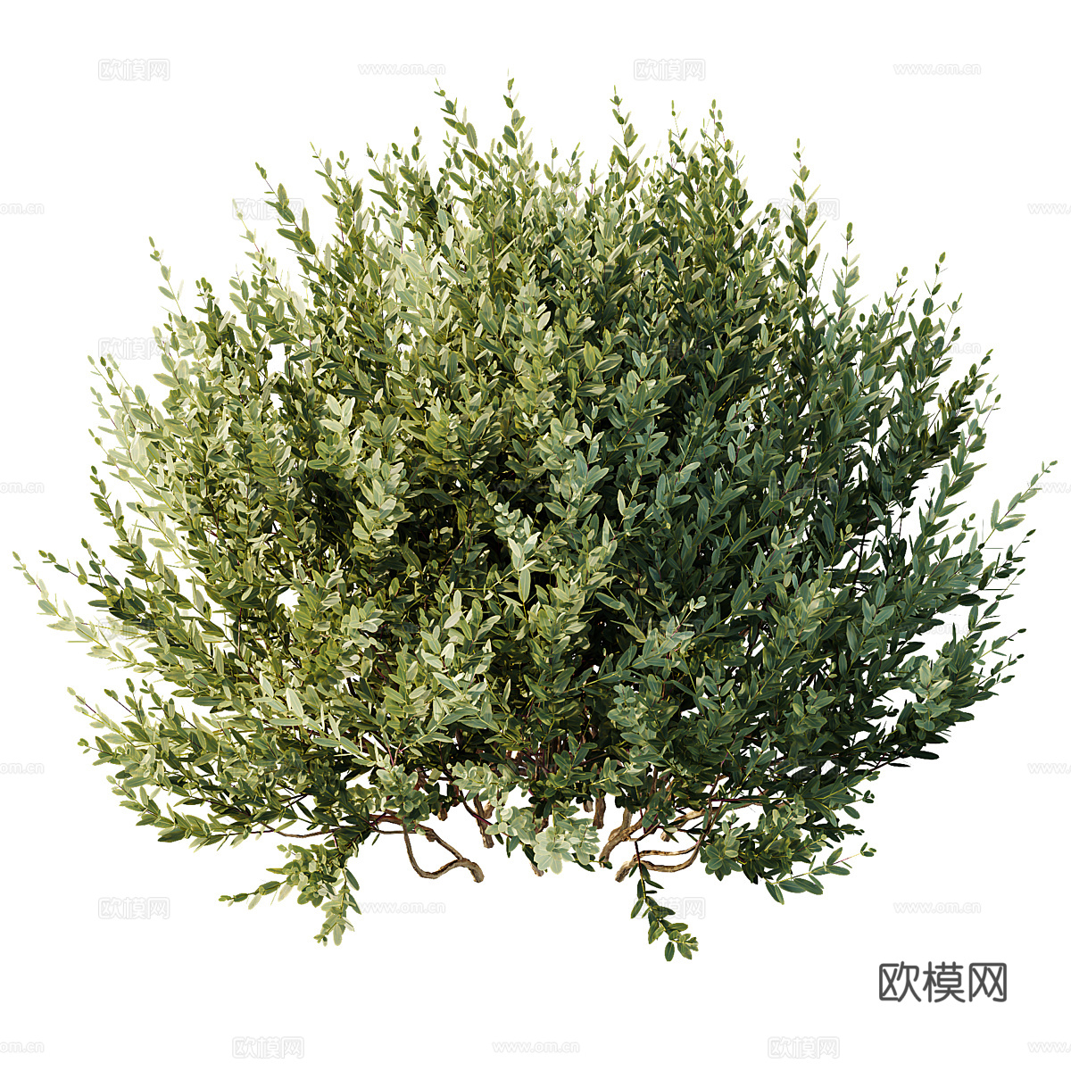 灌木 矮橄榄3d模型下载（渲染图4）