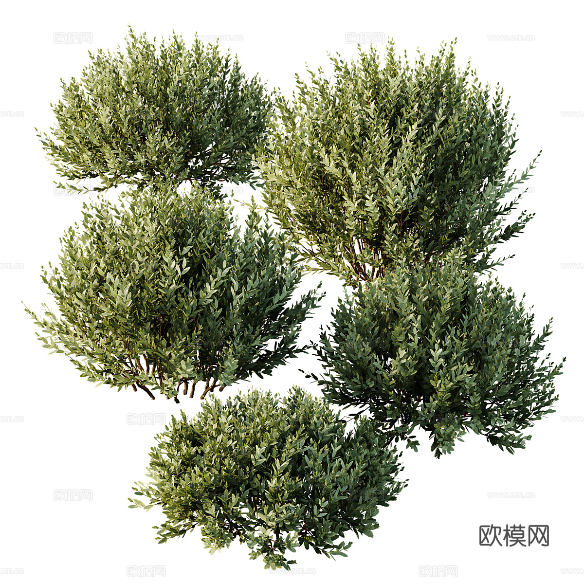 灌木 矮橄榄3d模型下载（渲染图2）