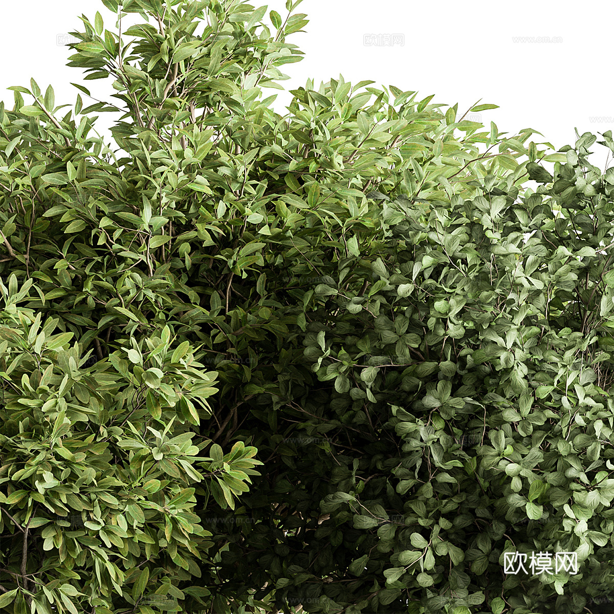 混合植物灌木3d模型