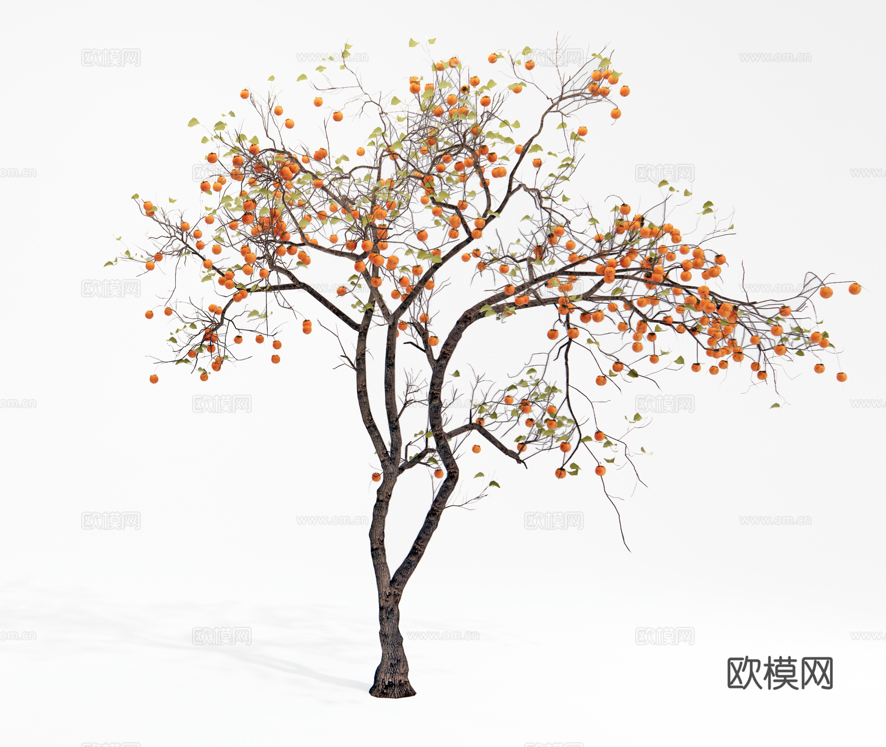 中式柿子树 景观树 乔木 果树su模型