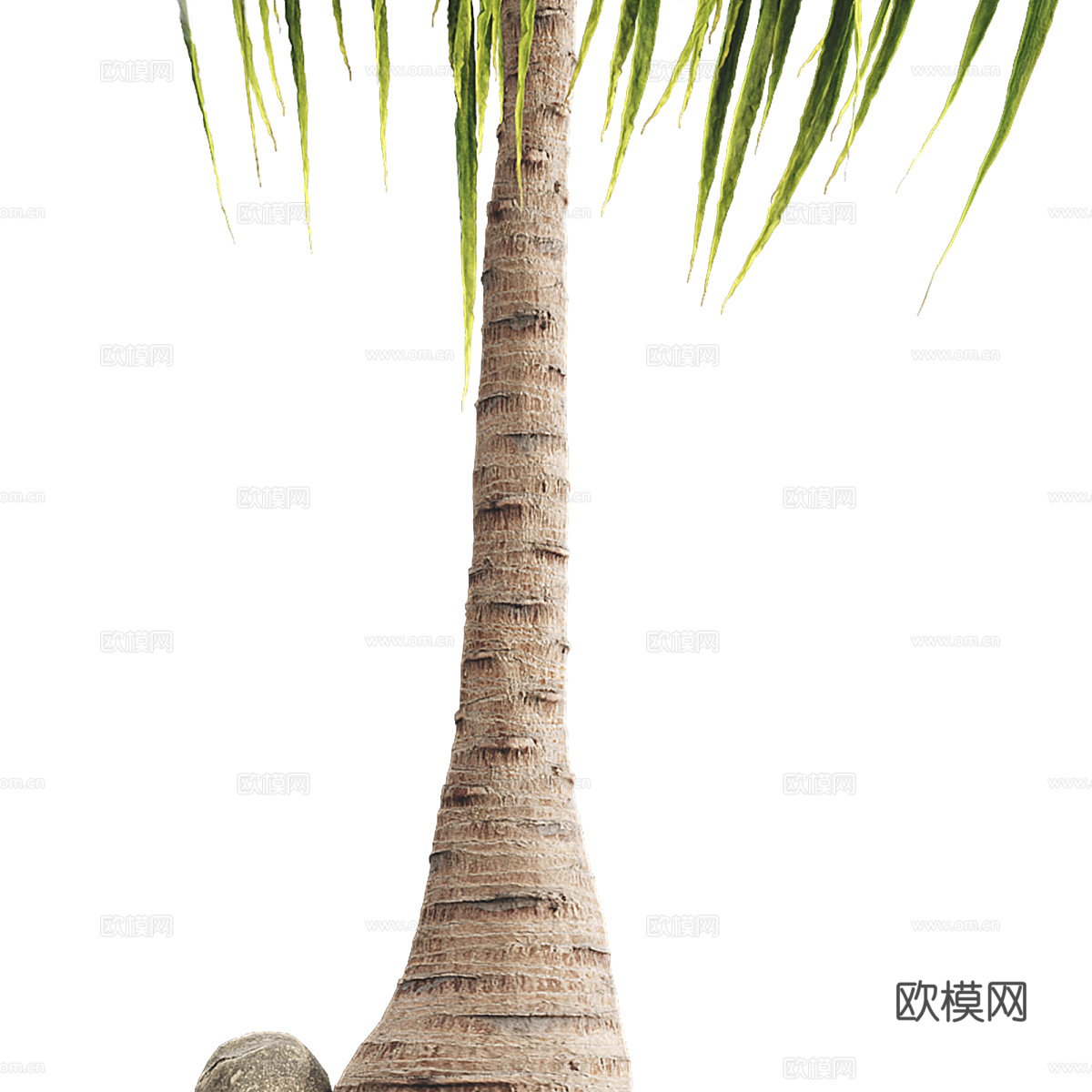 马尾辫棕榈树盆栽3d模型