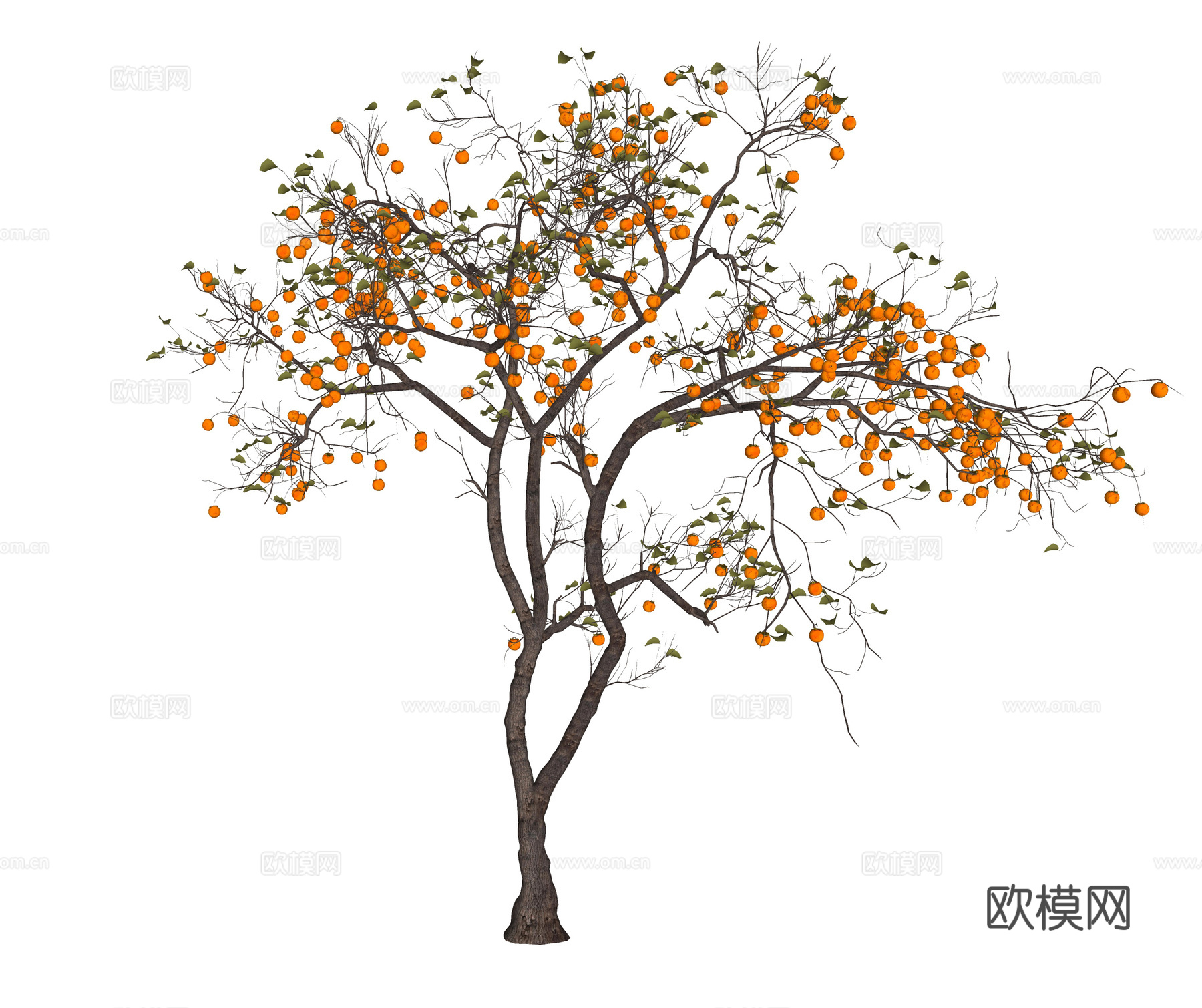 中式柿子树 景观树 乔木 果树su模型