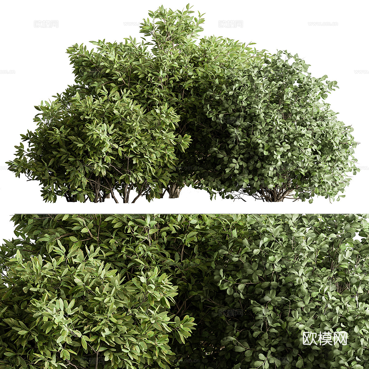 混合植物灌木3d模型