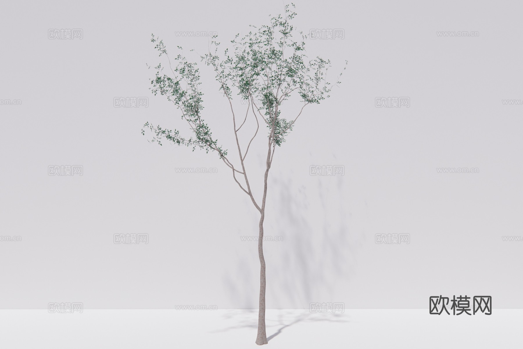 现代行道树景观树su模型下载