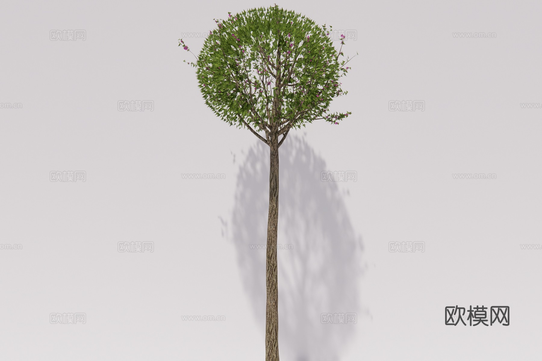 现代景观树木槿su模型下载