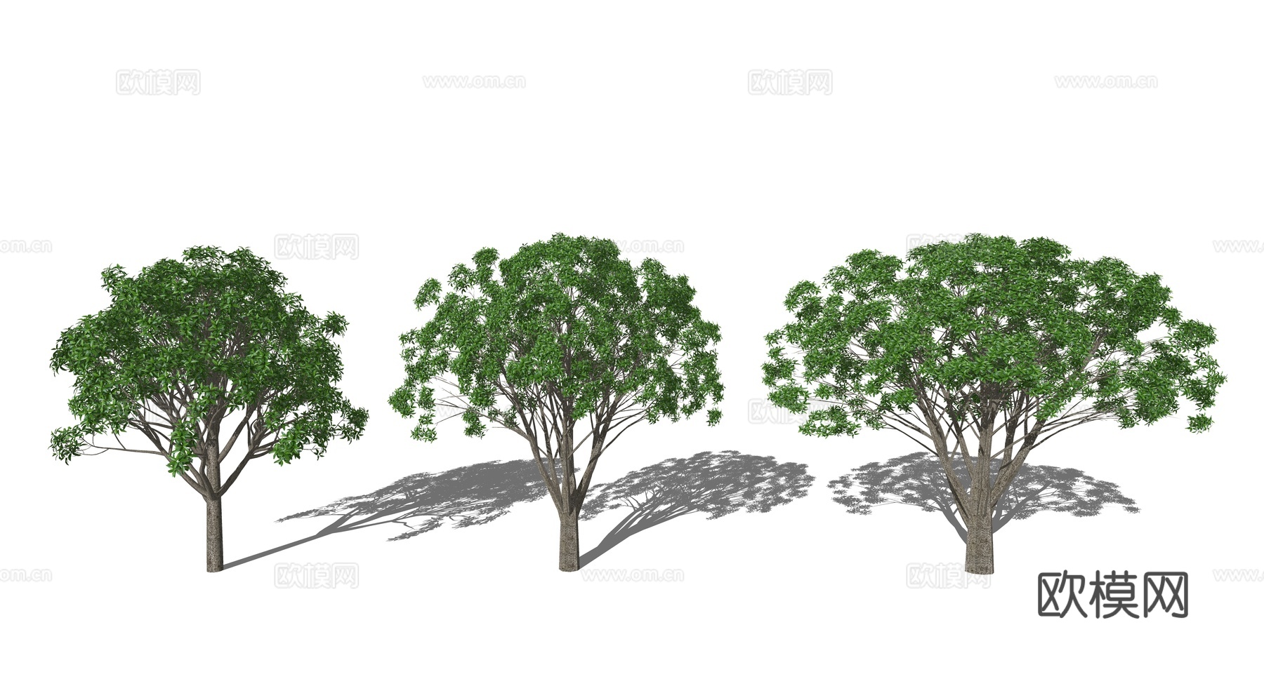 现代桂花树景观树su模型下载