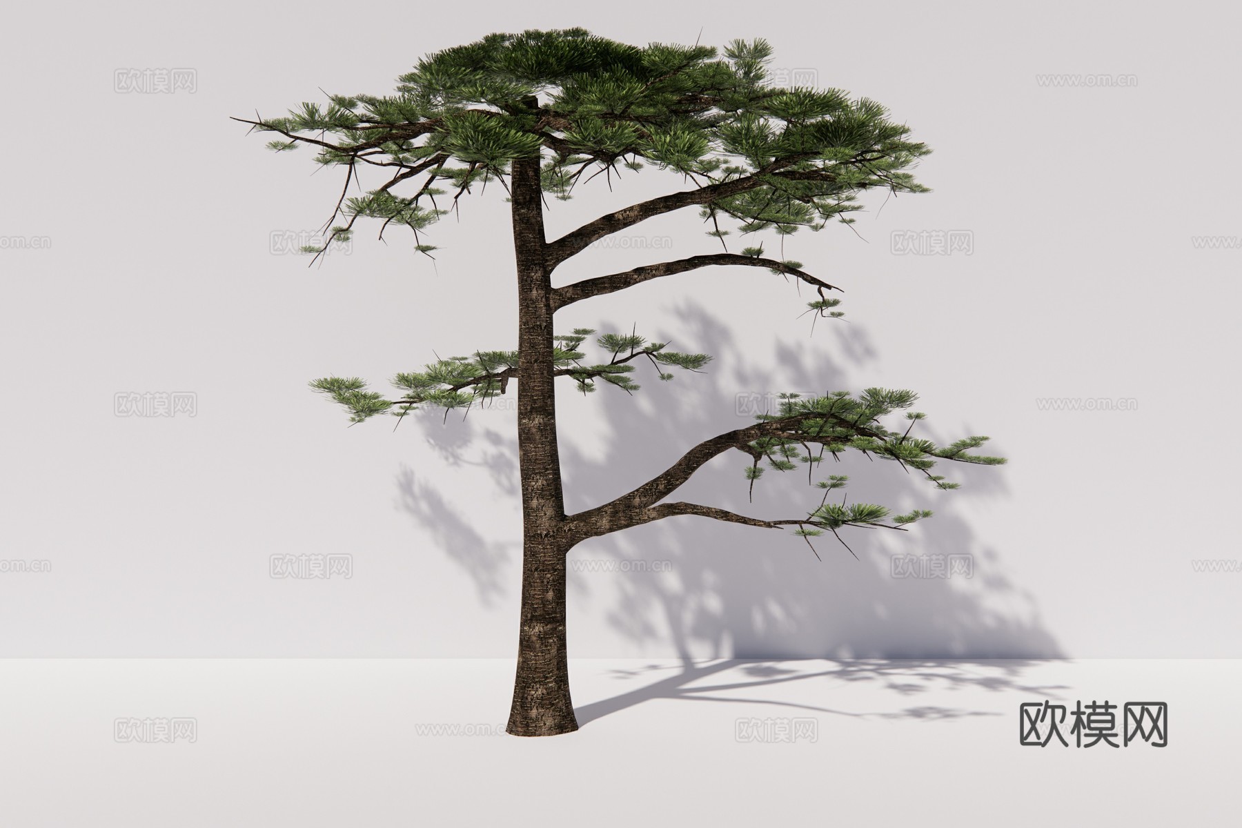 现代植物松树su模型下载