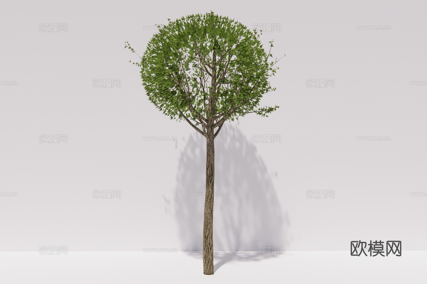 现代景观树木槿su模型下载