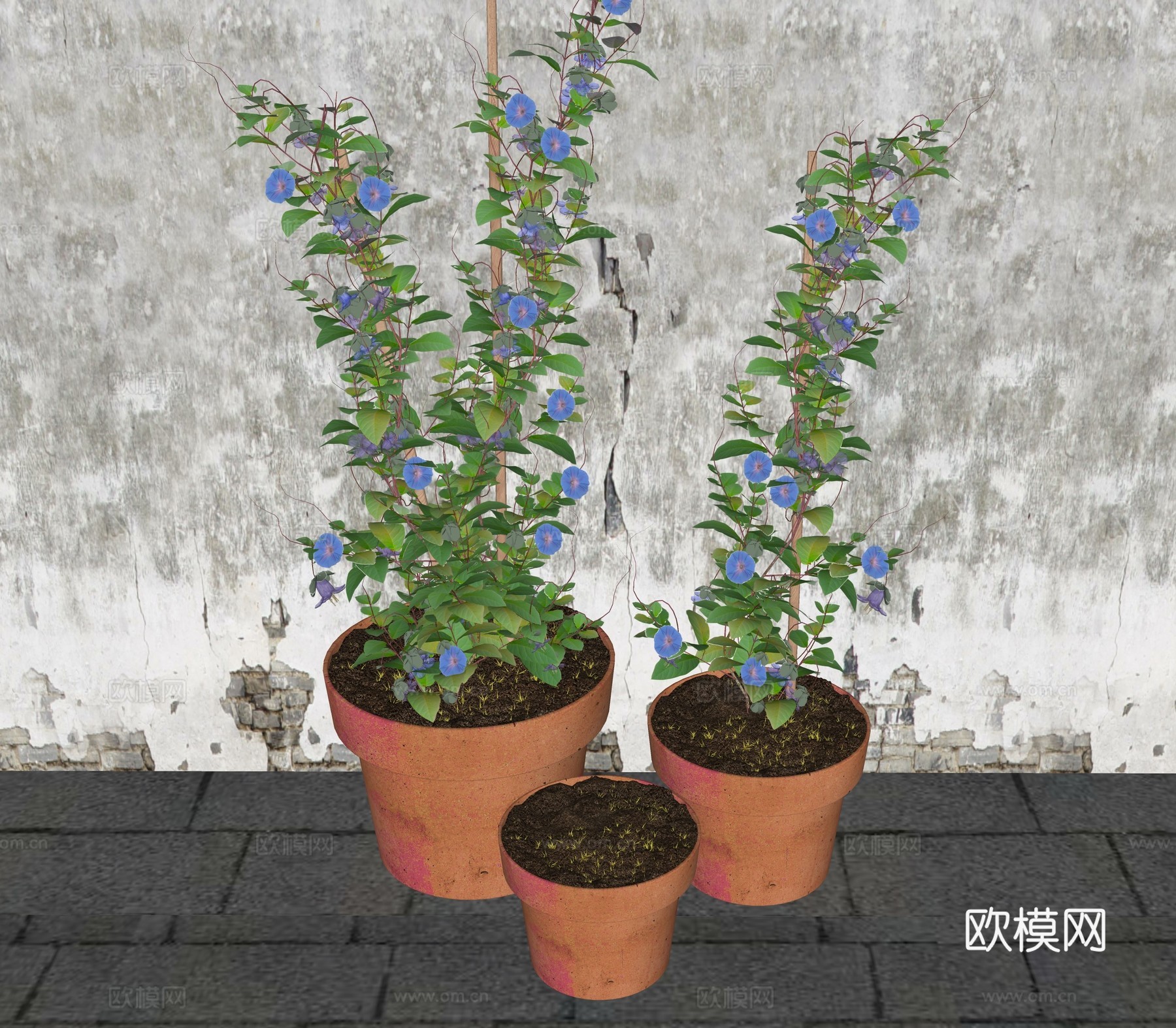 花草 牵牛花爬藤植物 盆栽花草 庭院花卉 喇叭花 藤本花草花su模型