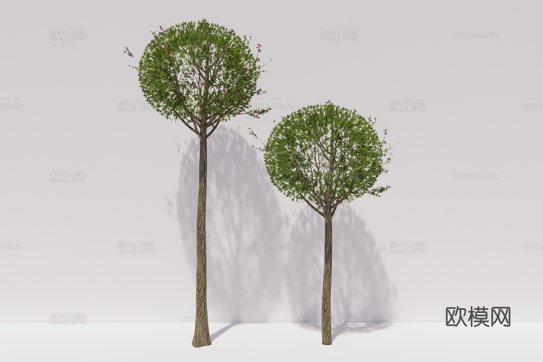 现代景观树木槿su模型下载