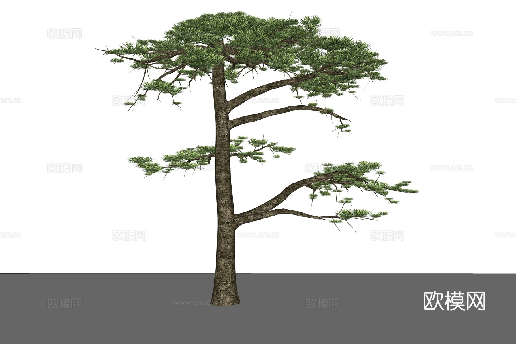 现代植物松树su模型下载
