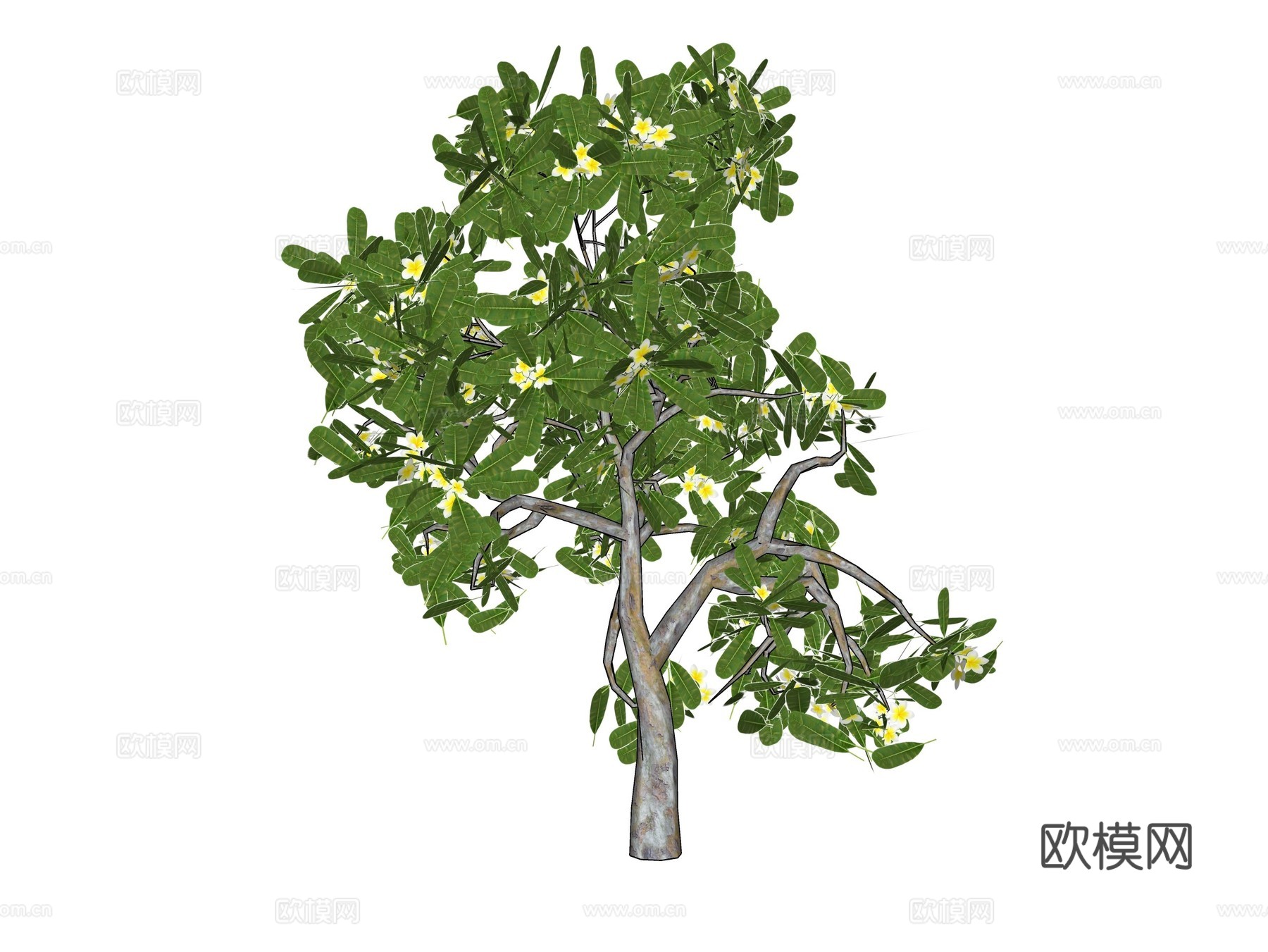 现代桂花树景观树su模型下载