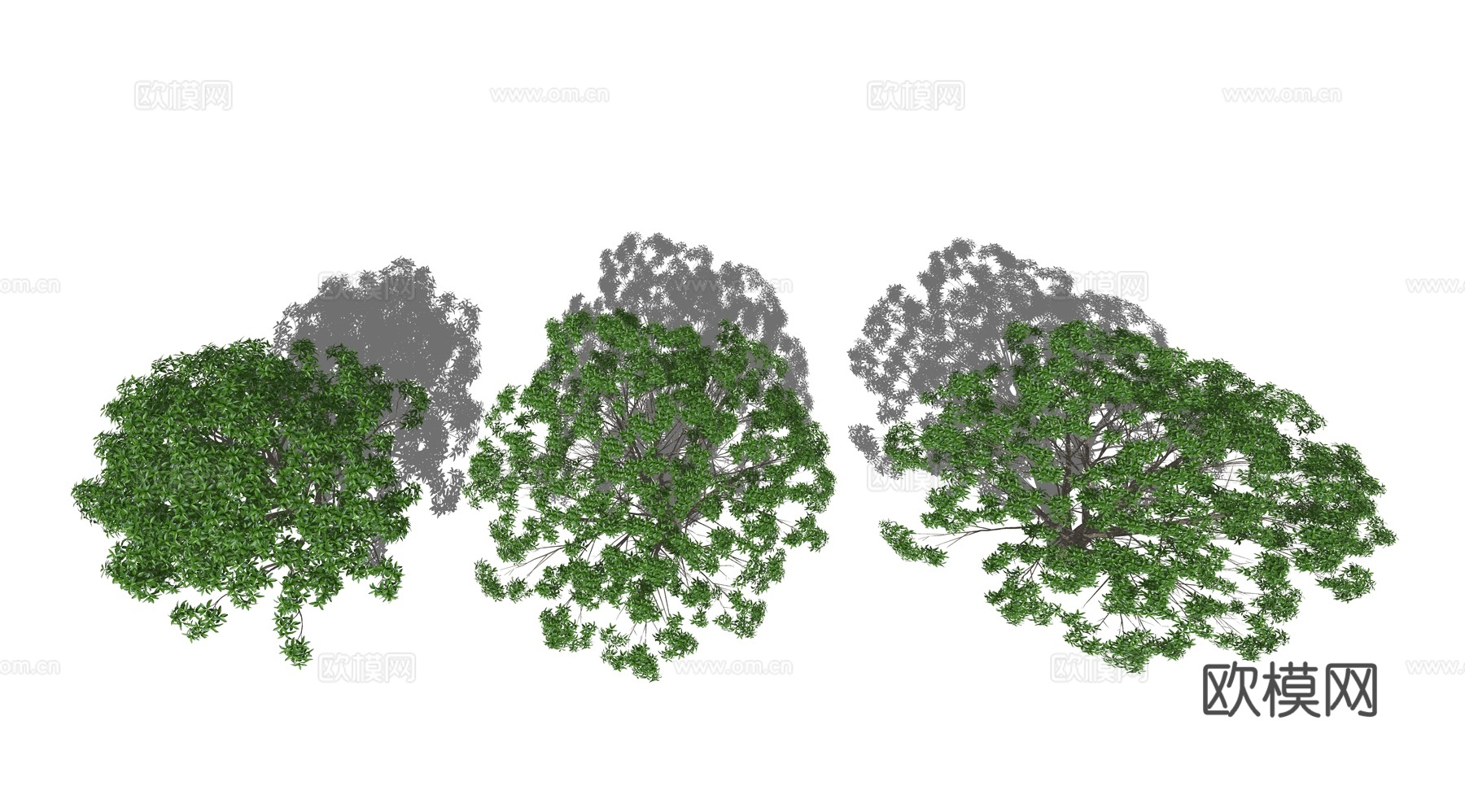 现代桂花树景观树su模型下载