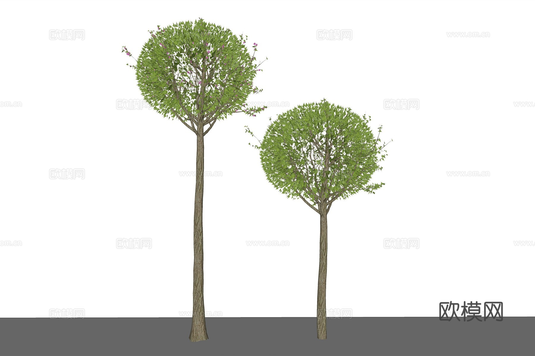 现代景观树木槿su模型下载
