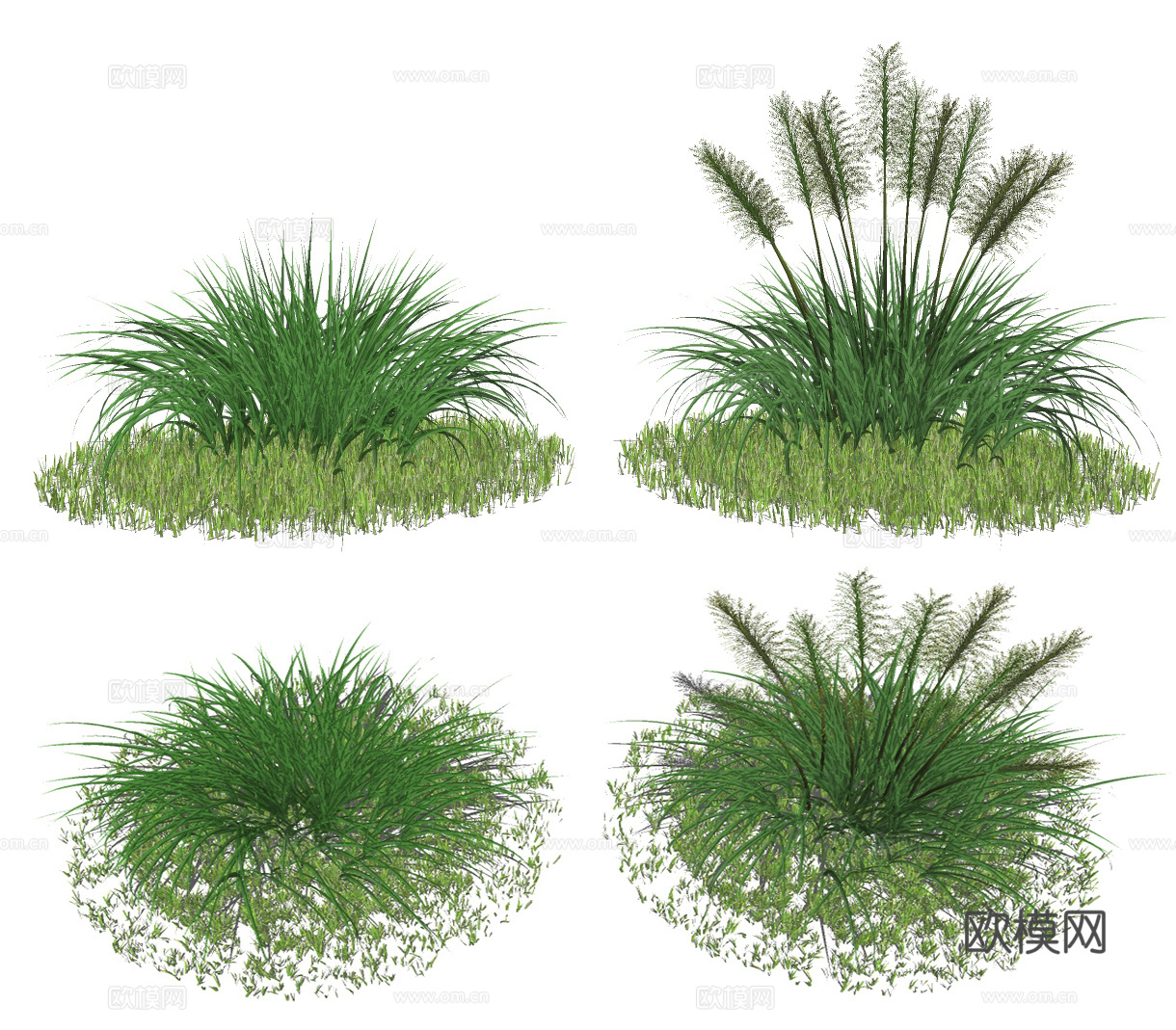 现代狗尾巴草花草su模型下载