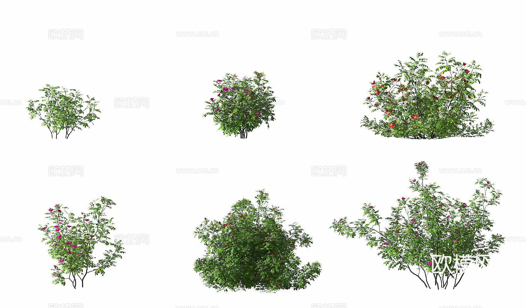 现代玫瑰灌木su模型下载