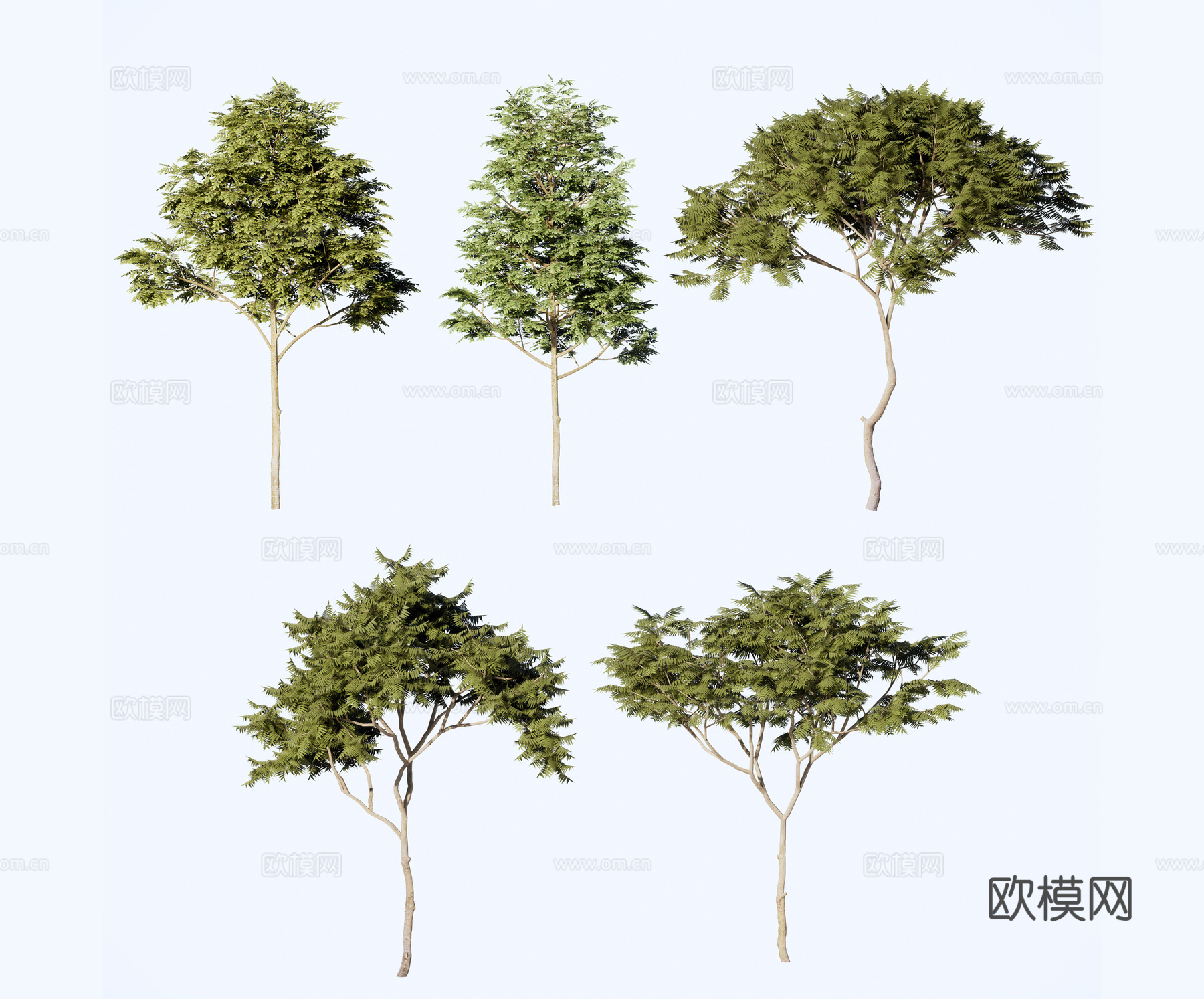 现代行道树景观树su模型下载