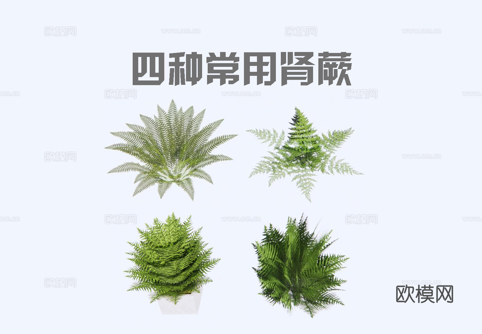 现代肾蕨花草su模型下载