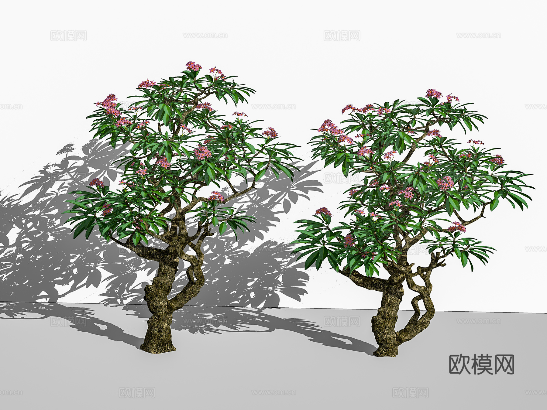 现代景观树 鸡蛋花 造型树 乔木su模型下载